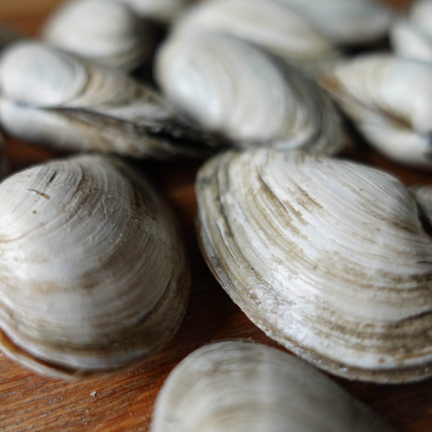 Littleneck Clams (each)